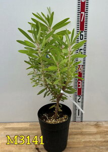 yIׂ錻izveA@ltHAsNil[tHAj6Ac(f08)