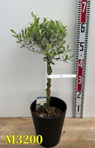 yIׂ錻izI[u̖؂˂dā@c @6ZA[gA