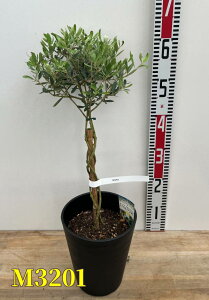 yIׂ錻izI[u̖؂˂dā@c @6ZA[gA