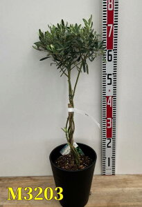 yIׂ錻izI[u̖؂˂dā@c @6ZA[gA