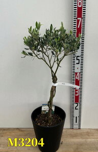 yIׂ錻izI[u̖؂˂dā@c @6ZA[gA