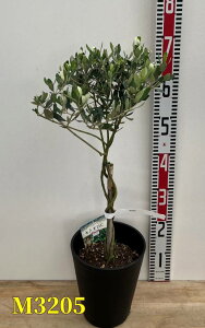 yIׂ錻izI[u̖؂˂dā@c @6ZA[gA