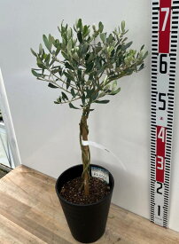 【選べる現品】オリーブの木ねじり仕立て　苗木 　6号セラアート鉢植え