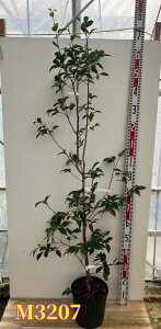 yIׂ錻izցijICcoLj`̏i~igmAP{j7@c(g08-2)