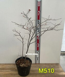 yIׂ錻izicn[@c؁@6|bgc(k06)