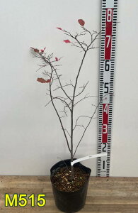 yIׂ錻izicn[@c؁@6|bgc(k06)