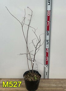 yIׂ錻izicn[@c؁@6|bgik06j