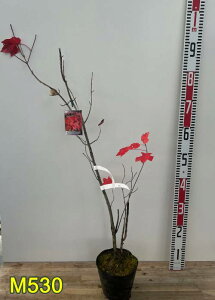 �y�I�ׂ錻�i�����z�x�j�J�G�f�@�@�A�����J�n�i�m�L�@���b�h�T���Z�b�g�@5���@�c��