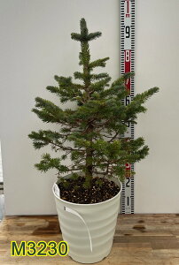 yizsZAEvQXgEq@X[p[u[@c؁@9tO[A@M3230