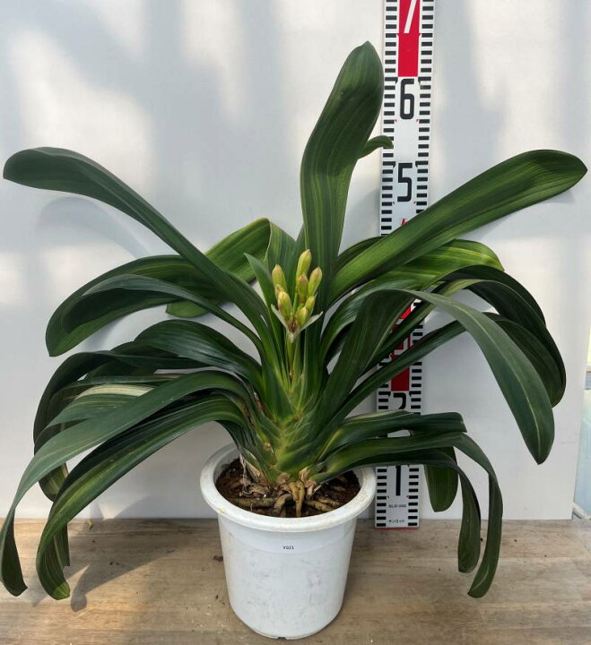 楽天市場】【現品発送】斑入りクンシラン（君子蘭）6号鉢植え「Y021 