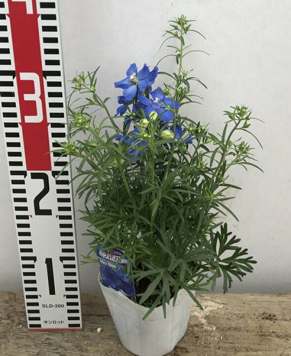楽天市場 デルフィニウム ミントブルー 3 5号苗 B 千草園芸
