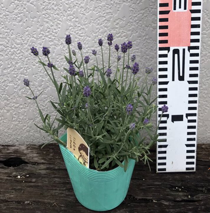 楽天市場 イングリッシュラベンダー アングスティフ 3 5号苗 J02 千草園芸