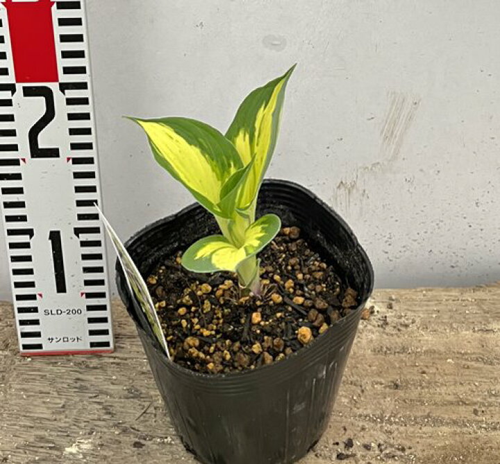 楽天市場 ギボウシ ホスタ レボリューション 4 5号苗 41 千草園芸
