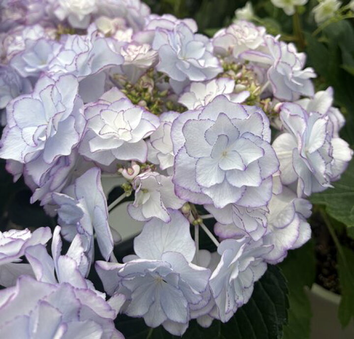 楽天市場 秋色 花傷み アジサイ 紫陽花 あじさい ケイコ ブルー 5号鉢植え 22年入荷株 千草園芸