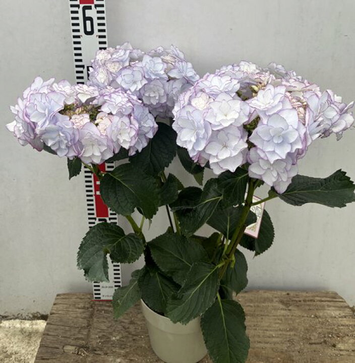 楽天市場 秋色 花傷み アジサイ 紫陽花 あじさい ケイコ ブルー 5号鉢植え 22年入荷株 千草園芸 楽天市場 秋色 花傷み アジサイ 紫陽花 あじさい ケイコ ブルー 5号鉢植え 22年入荷株 千草園芸