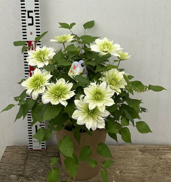 楽天市場 クレマチス 華川 ハナガワ 6号鉢苗 千草園芸