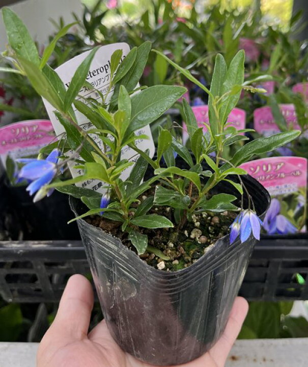 楽天市場 オーストラリアン ブルーベルズ 3 5号苗 A12 千草園芸