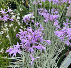 coLA Vo[[X@3ciJ03-9j