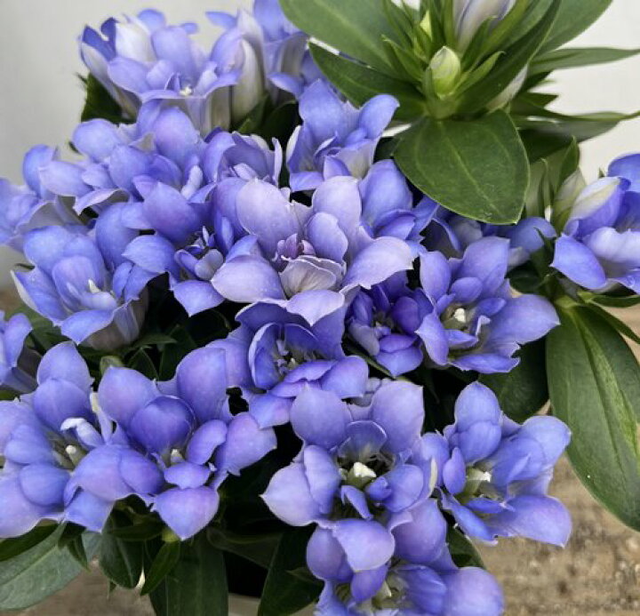 楽天市場 花終わり 八重咲きリンドウ アシロブーケ アクア 4号苗 C12 千草園芸