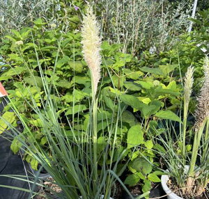 ␫ppXOX@^Cj[opizCgj6|bgc