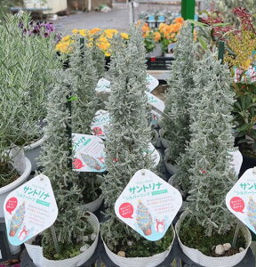 サントリナ 苗の人気商品 通販 価格比較 価格 Com