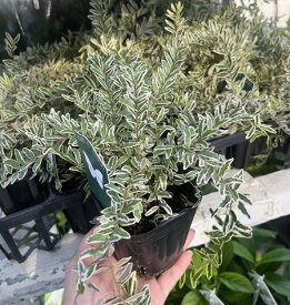 ロニセラ　ニティダ　ホワイトマジック　2.5号苗(d07)