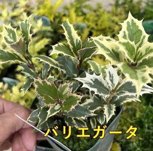 y3킩IׂzA qCM@3|bgc؁ioGK[^ / pvEX / gJ[j