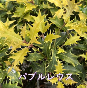 y3킩IׂzA qCM@3|bgc؁ioGK[^ / pvEX / gJ[j