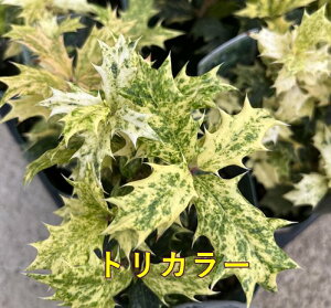 y3킩IׂzA qCM@3|bgc؁ioGK[^ / pvEX / gJ[j