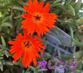【花色で選ぶ】松葉菊（マツバギク）3.5号苗「A」