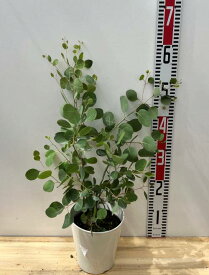 ユーカリ　ポポラス(ポリアンセモス)　 5号鉢植え苗（e09）