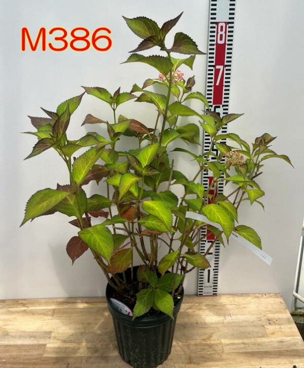 楽天市場】【現品発送M386】【屋外管理苗・花芽付き】アジサイ(紫陽花 