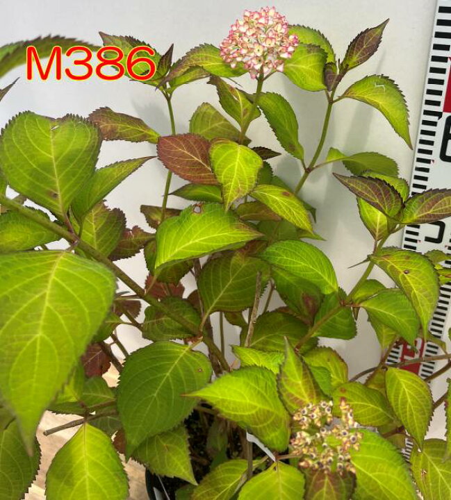 楽天市場】【現品発送M386】【屋外管理苗・花芽付き】アジサイ(紫陽花 