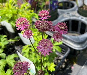 AXg`A@X^[Iur[eB[@3.5c(g01)