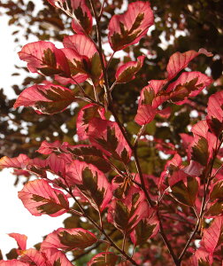 ヨーロッパブナ トリカラー 苗木 5号鉢植え(v00)