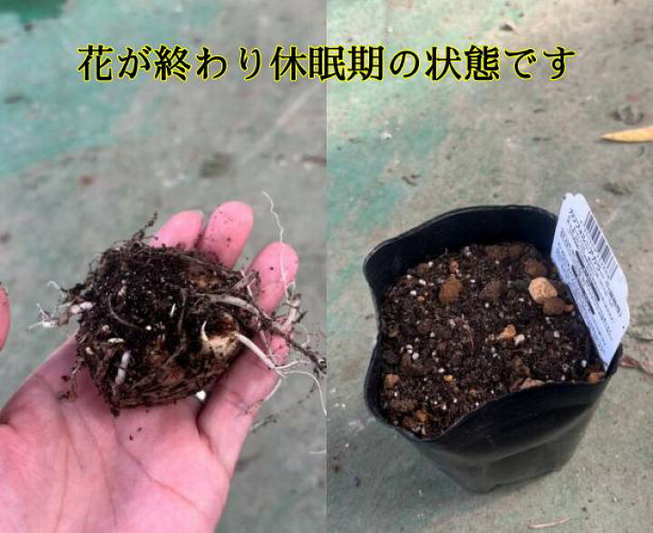 楽天市場】カラー苗 ホワイト 4号鉢植え（h10） : 千草園芸
