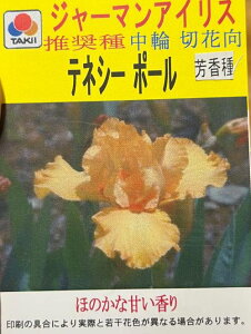 【芳香種 選べる10種】ジャーマンアイリス 3.5号ポット苗()