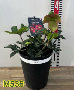 yIׂ錻izNX}X[Y @̗d@Ii @5AysNn@d炫@njQzz25N125Be