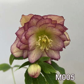 【現品】クリスマスローズ 　ダブル咲き　ピコティ　バイカラー　5号　M005rb【撮影日：26年1月13日】