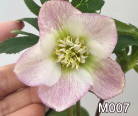 【現品】クリスマスローズ ダブル咲き　ホワイト～ピンク系　しぼり／かすり　5号鉢植え　M007rb【撮影日：25年4月8日】