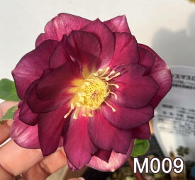 【現品】クリスマスローズ 　ゴ－ルド系ダブル咲き　ワインレッド/パープル系　5号鉢植え　M009rb【撮影日：26年1月16日】