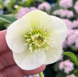 【現品】クリスマスローズ ウィンターシンフォニー　小輪系シングル咲き　ホワイト系　4号角鉢　M033r【撮影日：26年1月17日】