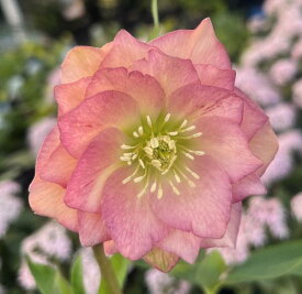 【現品】クリスマスローズ 　ダブル咲き　ピンク／アプリコット系多弁咲き　5号鉢植え　M058【撮影日：26年1月23日】