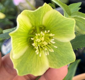 【現品】クリスマスローズ　 一重咲き　リグリクス（芳香グリーン）　5号鉢植え M084rr【撮影日：26年1月13日】
