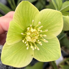 【現品】クリスマスローズ　 一重咲き　リグリクス（芳香グリーン）　5号鉢植え M087【撮影日：26年1月23日】