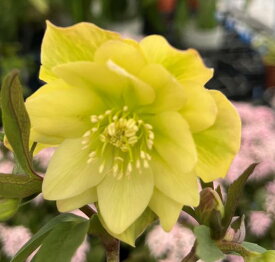 【現品】クリスマスローズ 　ダブル咲き　イエロー／ライムグリーン系　3.5号ポット　M104【撮影日：26年1月30日】