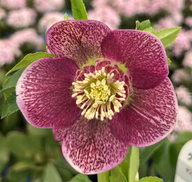 【現品】クリスマスローズ セミダブル咲き　ピンク系　ブロッチ　3.5号ポット苗　M111rb【撮影日：26年1月30日】