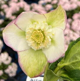 【現品】クリスマスローズ 　セミダブル咲き　ホワイト系　バイカラー　4.5号ポット植え　M116【撮影日：26年1月30日】