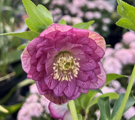 【現品】クリスマスローズ 　小輪多弁ダブル咲き　ピンク／ホワイト系　ベイン　5号鉢植え　M130br【撮影日：26年2月5日】