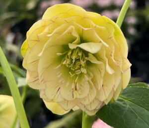 �y���i�z�N���X�}�X���[�Y �@���֑��ك_�u���炫�@�C�G���[�n�@�x�C���@5�����A���@M132r�y�B�e���F26�N2��5���z